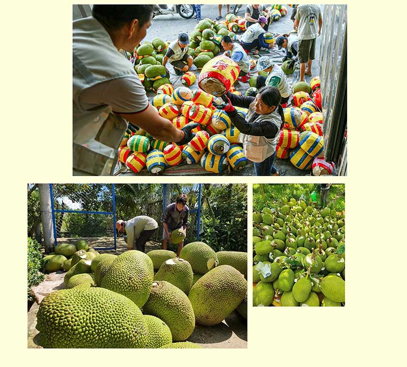 trai-mit-di-chinh-ngach-mot-canh-cua-mo-ra-va-mot-con-duong-can-di-cho-tu-te